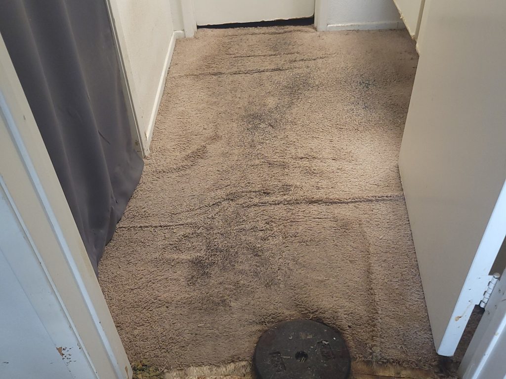 Professional carpet cleaners