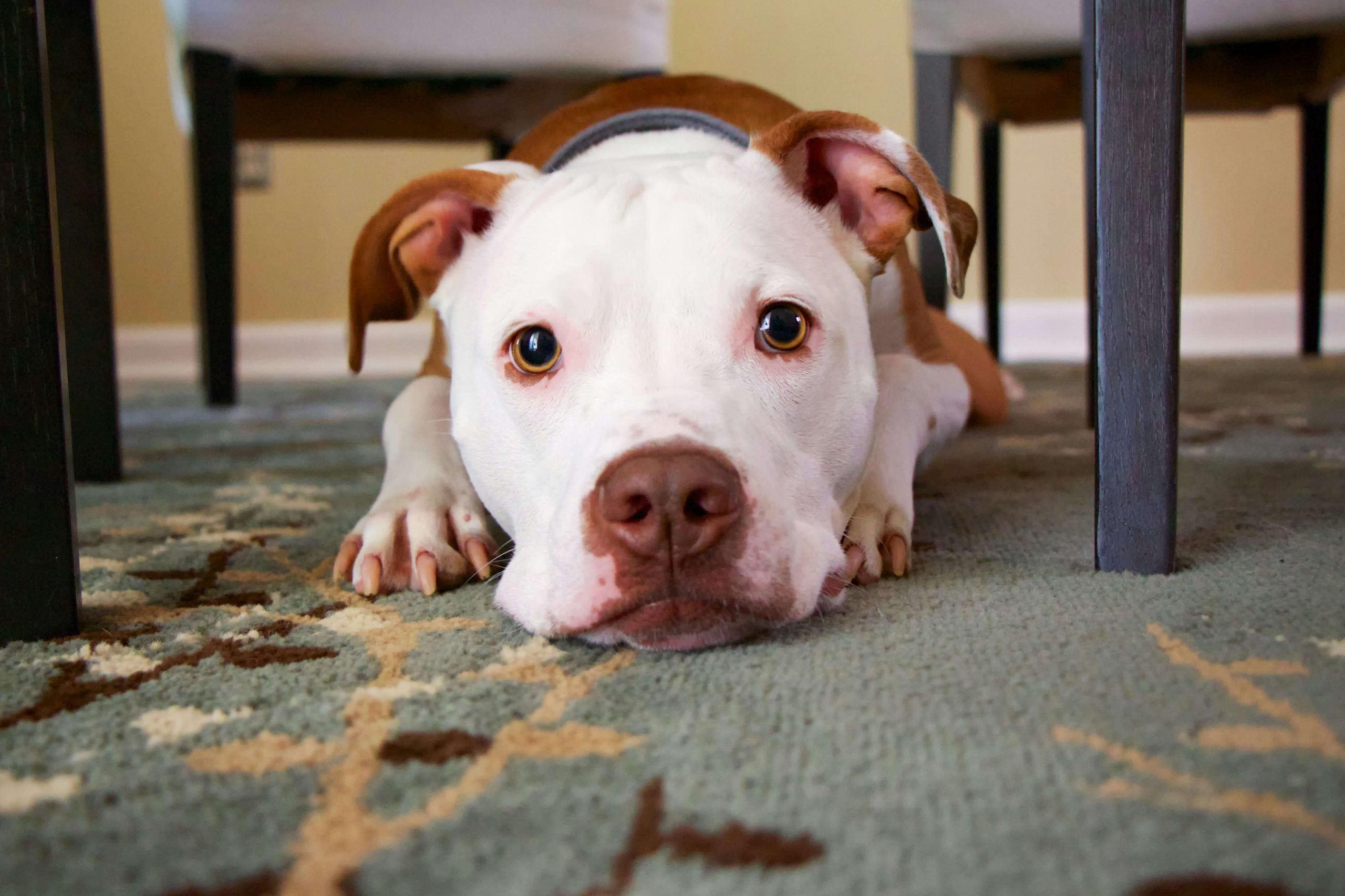 carpet pet stains JP Carpet in Tarzana