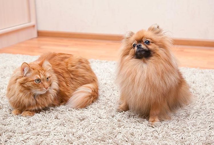 pet dander can get trapped in area rugs