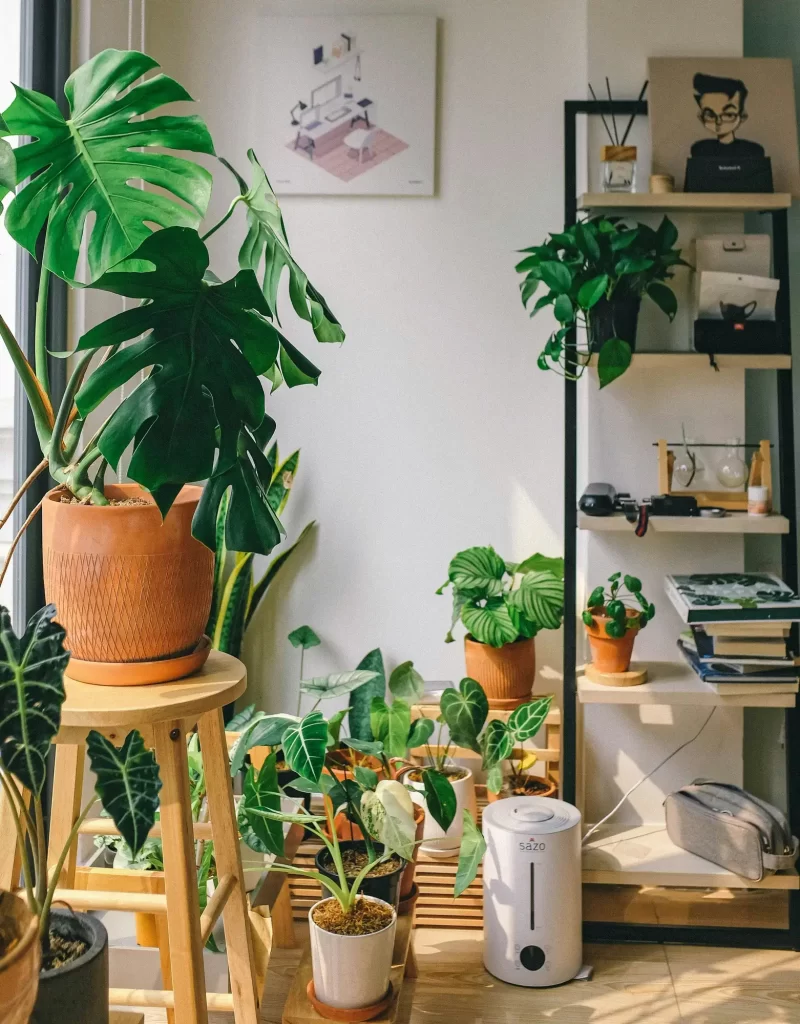 houseplants