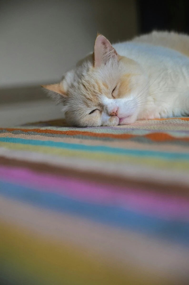 pet-friendly-eco-friendly-carpet-cleaning