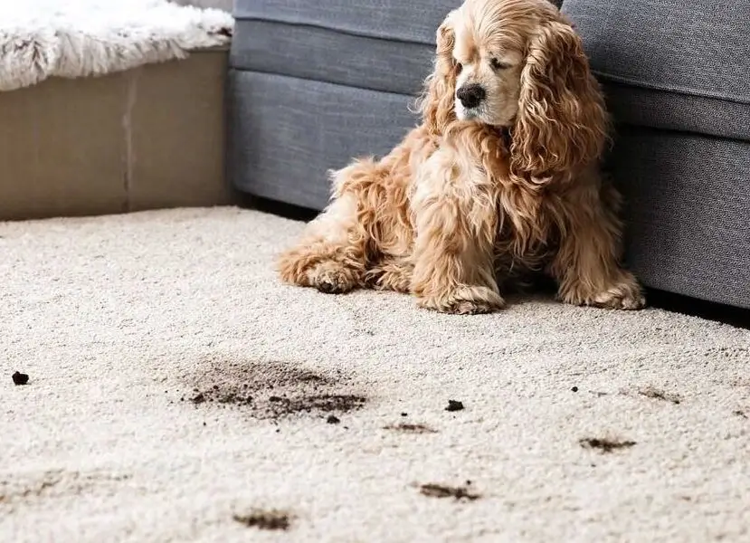 puppy-stains-on-carpet